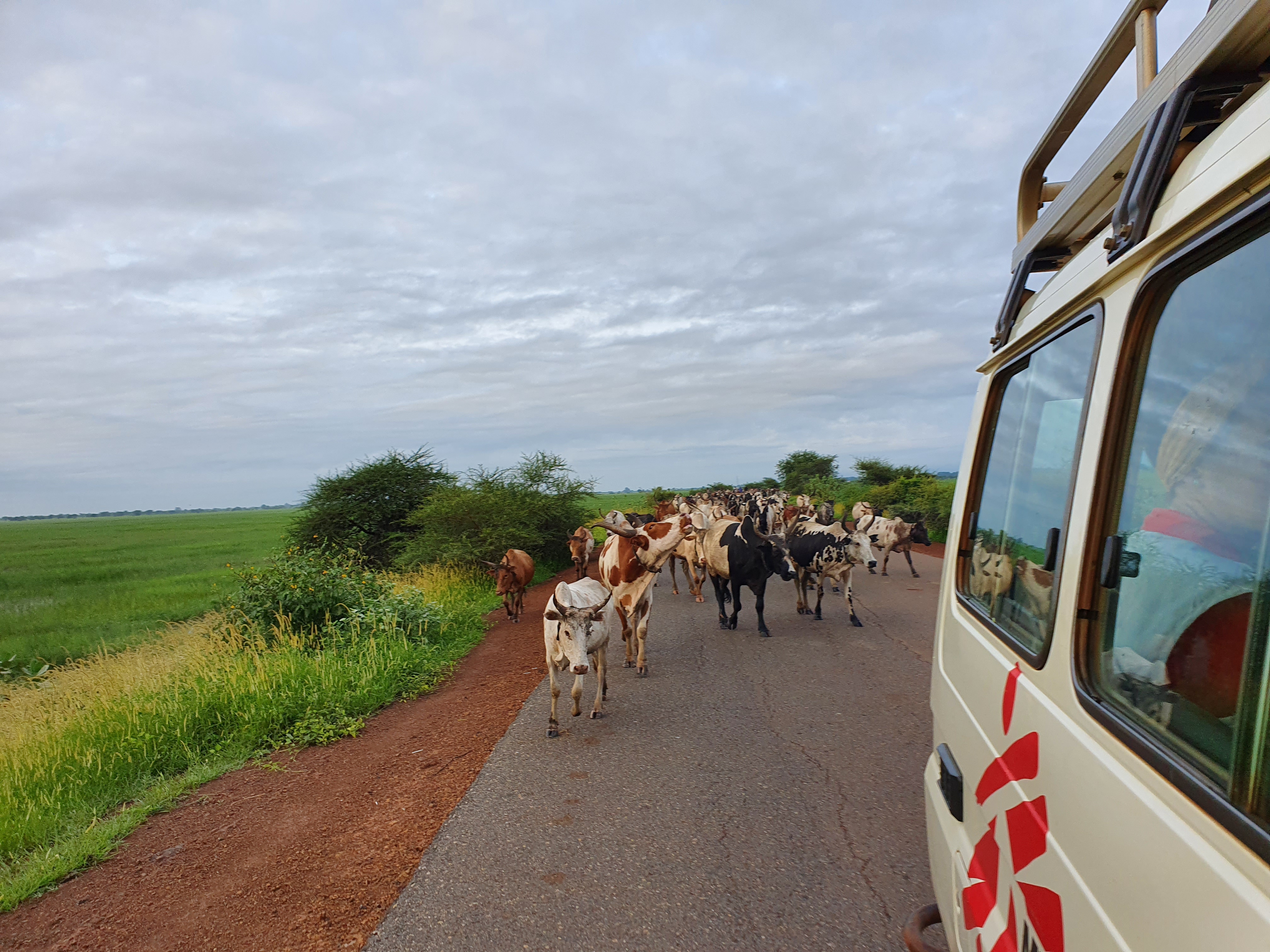 20200819_074519_msf-car-with-dowry-cows.jpg